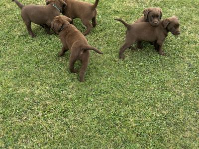 Chocolate Brown Labrador puppies in Louth