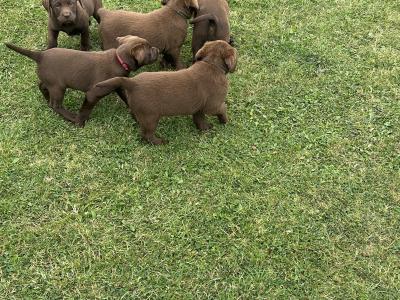 Chocolate Brown Labrador puppies in Louth