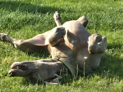 4yr old Weimaraner