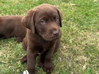 Chocolate Brown Labrador puppies in Louth