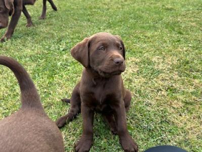 Chocolate Brown Labrador puppies in Louth