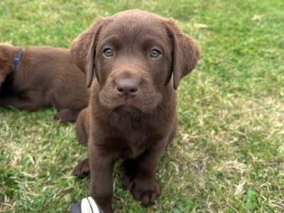Chocolate Brown Labrador puppies in Louth