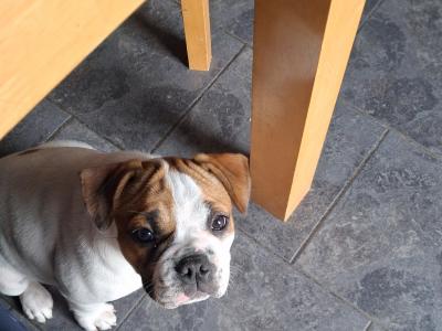 Old English Bulldog x French Bulldog puppy 4 months old in Galway