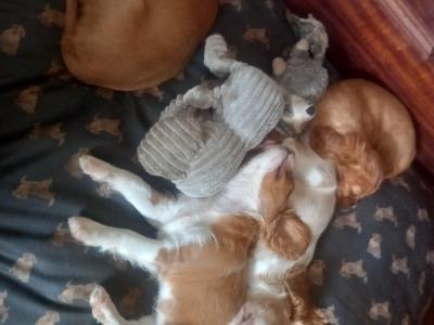 Cavalier King Charles Spaniel puppies in Offaly