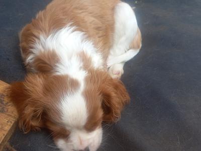 Cavalier King Charles Spaniel puppies in Offaly
