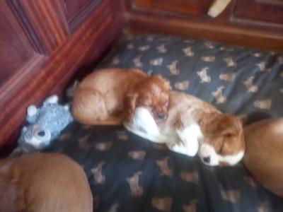 Cavalier King Charles Spaniel puppies in Offaly