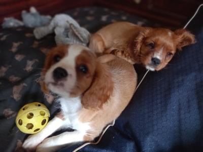 Cavalier King Charles Spaniel puppies in Offaly