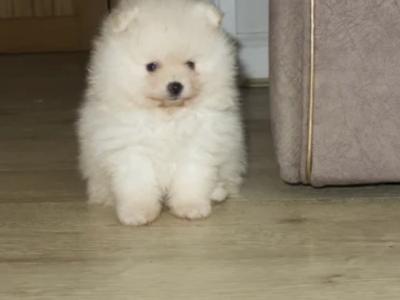 Pomeranian puppies in Cork