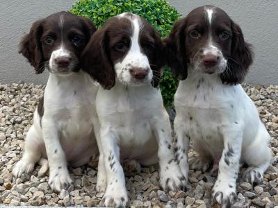 Springer Spaniel puppies in Laois