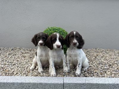 Springer Spaniel puppies in Laois