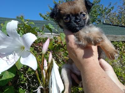Long Haired Chihuahua puppies for sale in Cork