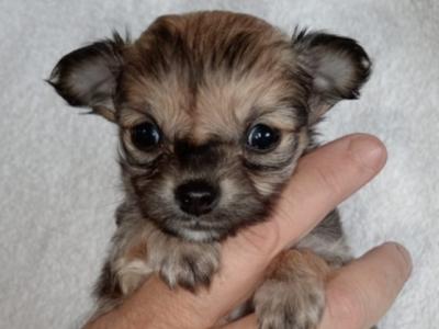 Long Haired Chihuahua puppies for sale in Cork