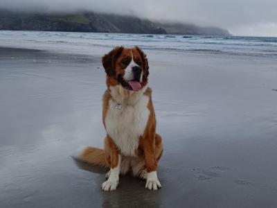 Bernese Moutain Dog Cross St. Bernard puppies in Mayo