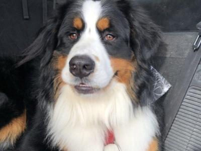 Bernese Moutain Dog Cross St. Bernard puppies in Mayo