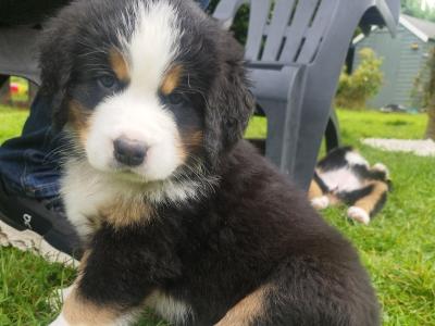 Bernese Moutain Dog Cross St. Bernard puppies in Mayo