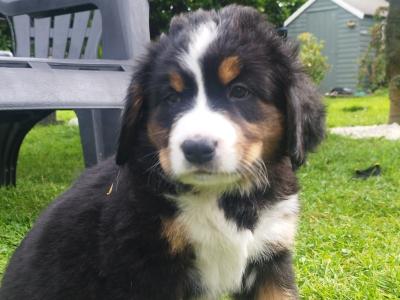 Bernese Moutain Dog Cross St. Bernard puppies in Mayo