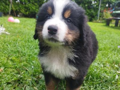 Bernese Moutain Dog Cross St. Bernard puppies in Mayo