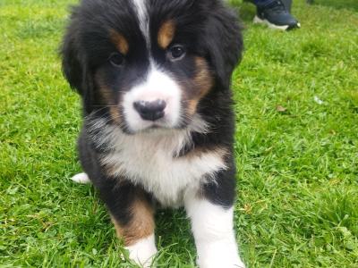 Bernese Moutain Dog Cross St. Bernard puppies in Mayo