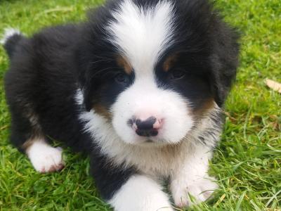 Bernese Moutain Dog Cross St. Bernard puppies in Mayo
