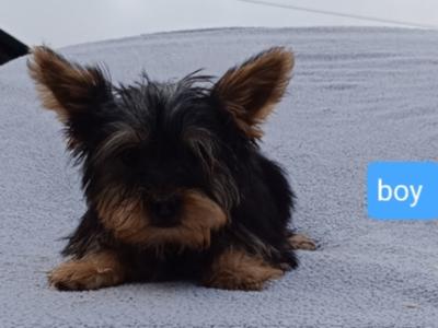 Male Yorkshire Terrier puppy 3 months old in Limerick