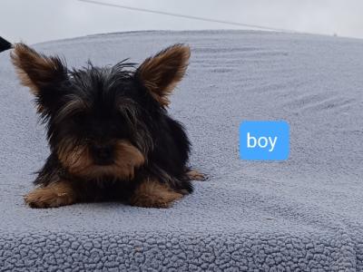 Male Yorkshire Terrier puppy 3 months old in Limerick