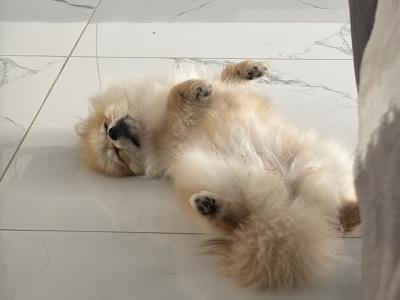 Cute female Pomeranian puppy 10 months old for sale in Dublin