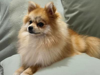 Cute female Pomeranian puppy 10 months old for sale in Dublin