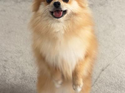 Cute female Pomeranian puppy 10 months old for sale in Dublin