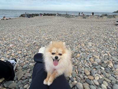 Cute female Pomeranian puppy 10 months old for sale in Dublin