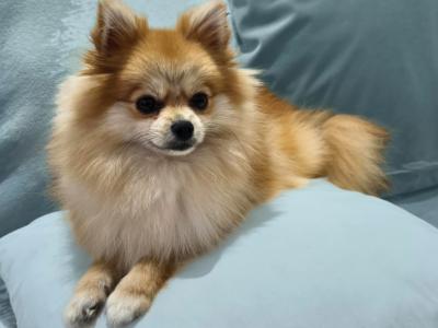 Cute female Pomeranian puppy 11 months old for sale in Dublin