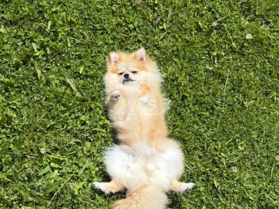 Cute female Pomeranian puppy 10 months old for sale in Dublin