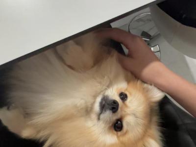 Cute female Pomeranian puppy 10 months old for sale in Dublin