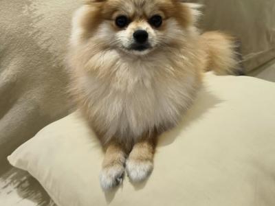 Cute female Pomeranian puppy 10 months old for sale in Dublin