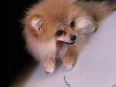 Cute female Pomeranian puppy 11 months old for sale in Dublin