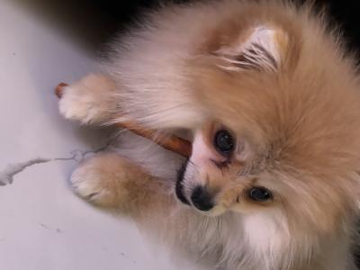 Cute female Pomeranian puppy 10 months old for sale in Dublin