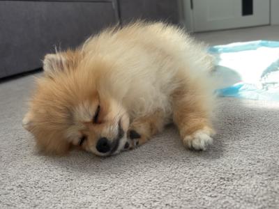 Cute female Pomeranian puppy 11 months old for sale in Dublin