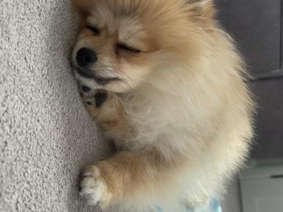 Cute female Pomeranian puppy 10 months old for sale in Dublin