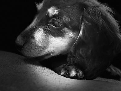 Dachshund puppies Lexi and Luca in Clare - looking for Their Forever homes 🏡