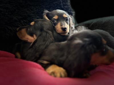 Dachshund puppies Lexi and Luca in Clare - looking for Their Forever homes 🏡
