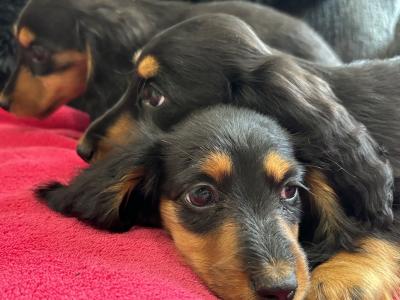 Dachshund puppies Lexi and Luca in Clare - looking for Their Forever homes 🏡
