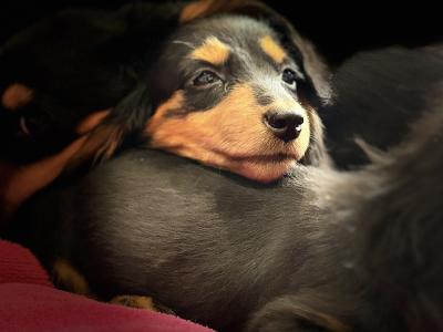 Dachshund puppies Lexi and Luca in Clare - looking for Their Forever homes 🏡