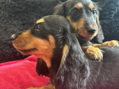 Dachshund puppies Lexi and Luca in Clare - looking for Their Forever homes 🏡