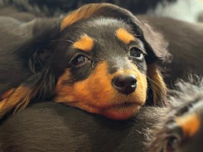 Dachshund puppies Lexi and Luca in Clare - looking for Their Forever homes 🏡