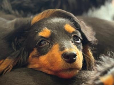Dachshund puppies Lexi and Luca in Clare are looking for Their Forever homes 🏡