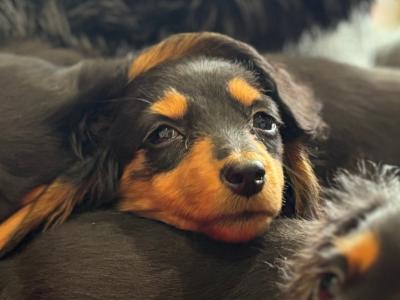 Dachshund puppies Lexi and Luca in Clare are looking for Their Forever homes 🏡