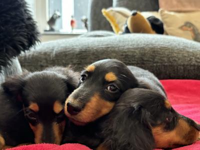 Dachshund puppies Lexi and Luca in Clare - looking for Their Forever homes 🏡