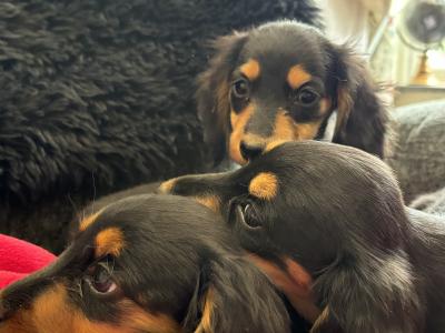 Dachshund puppies Lexi and Luca in Clare - looking for Their Forever homes 🏡