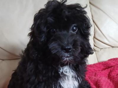 Shihpoo puppies in Kilkenny