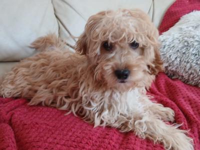 Shihpoo puppies in Kilkenny