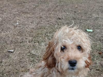 Shihpoo puppies in Kilkenny